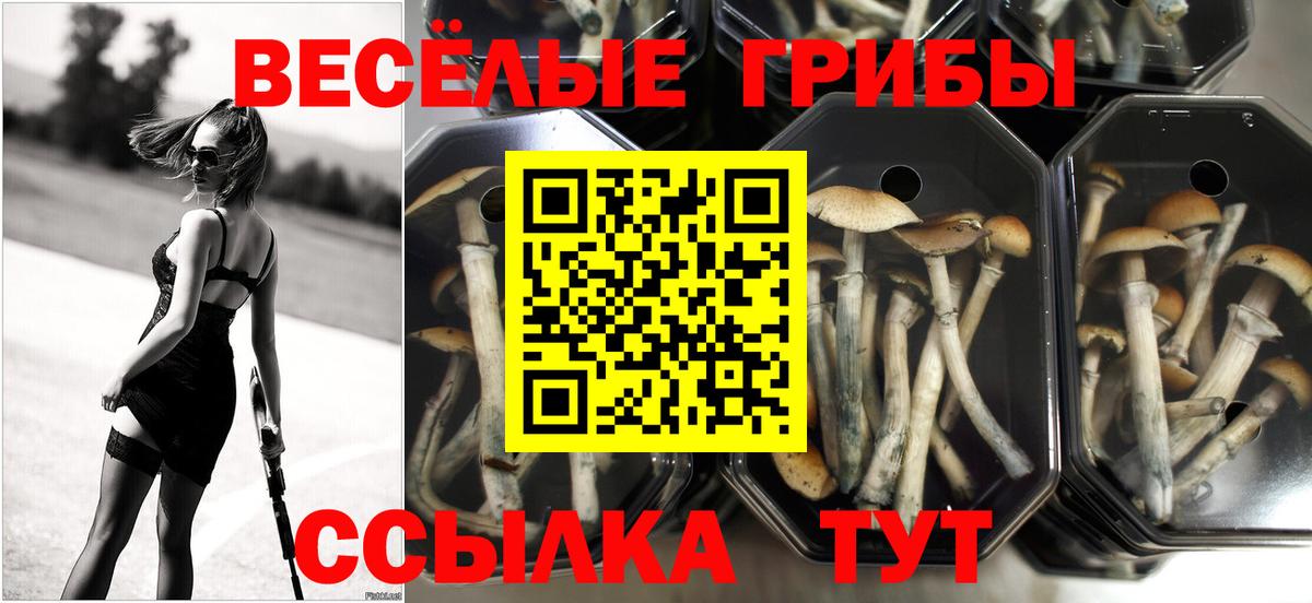Казань  Галлюциногенные грибы GOLDEN TEACHER  Псилоцибиновые грибы мицелий  Вход с VPN 